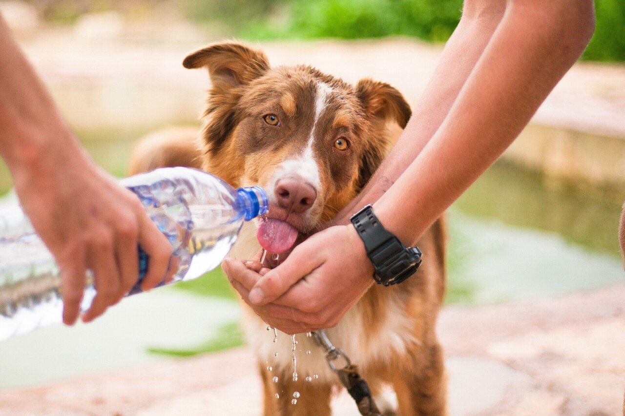 https://scx2.b-cdn.net/gfx/news/2021/pets-water.jpg