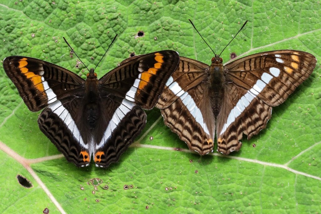 Researchers are using the world's largest butterfly collection to