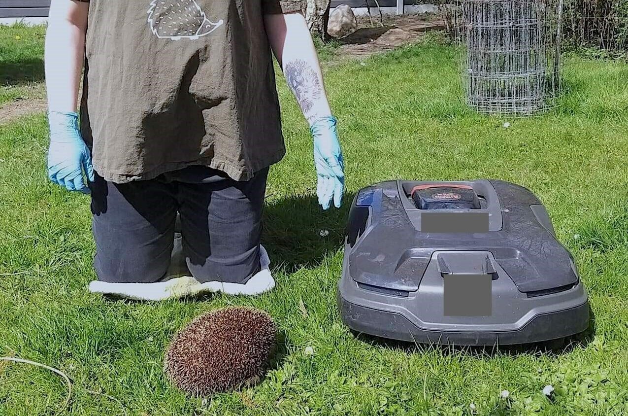 Product features robotic determine danger to hedgehogs
