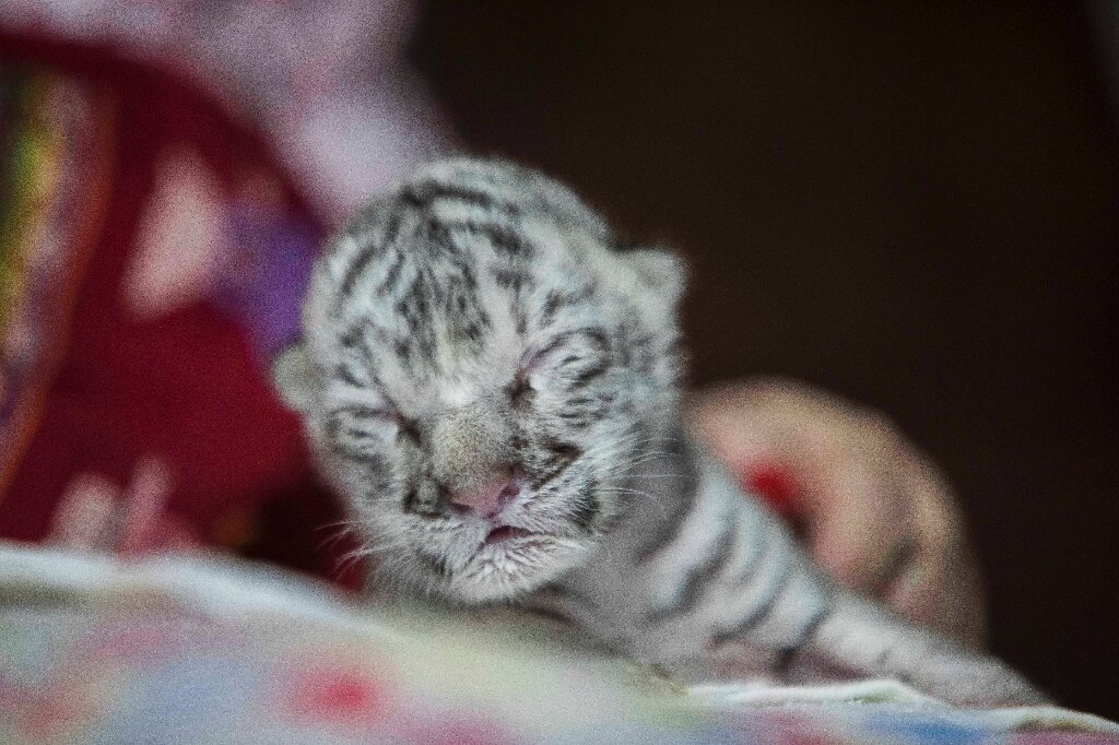 Newborn White Tiger Cubs 