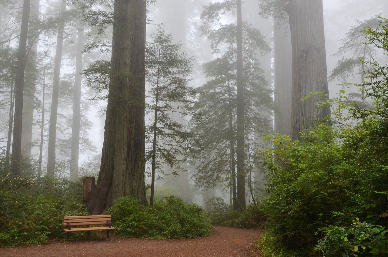 Large Privately Owned Redwood Forest Is Preserved In 24 7 Million Deal