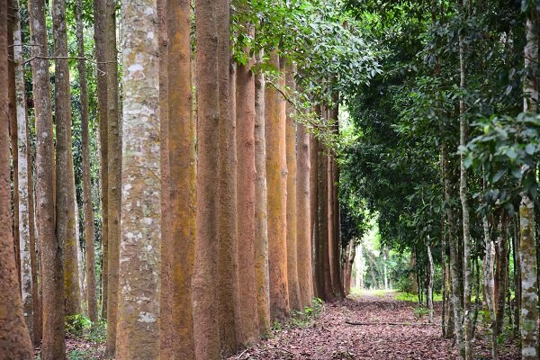 Researchers develop global timber tree barcoding library