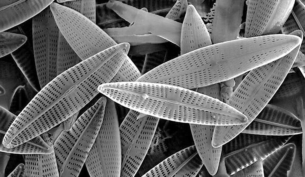 Rise of the diatoms'a new timeline