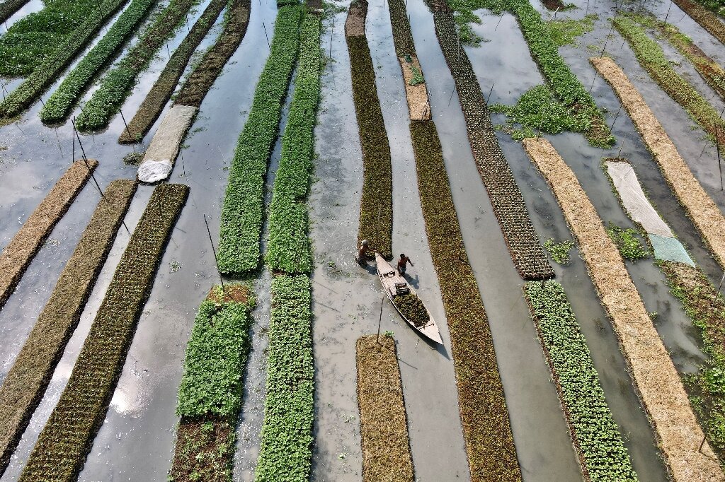 Success is in the air - Rice Farming