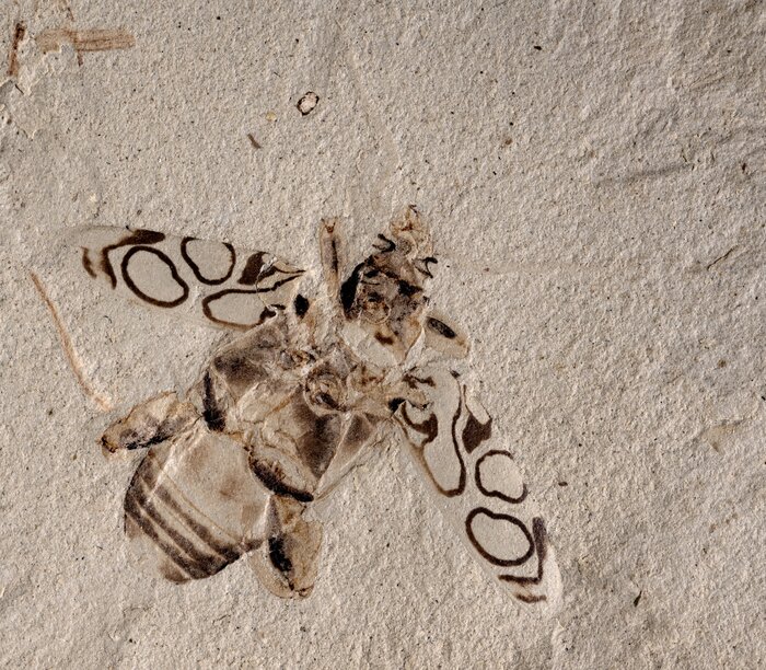 Scientists name new frog-legged beetle fossil for Sir David Attenborough