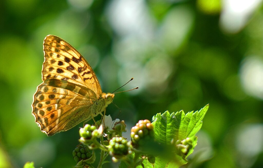 День изучения бабочки. Бабочка в полете. Полет бабочки. Бабочка в полете фото. Полет бабочки биология.