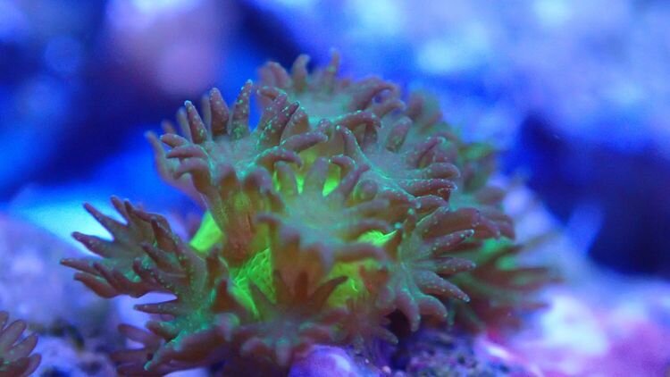 photo of Scientists successfully breed corals in the lab image