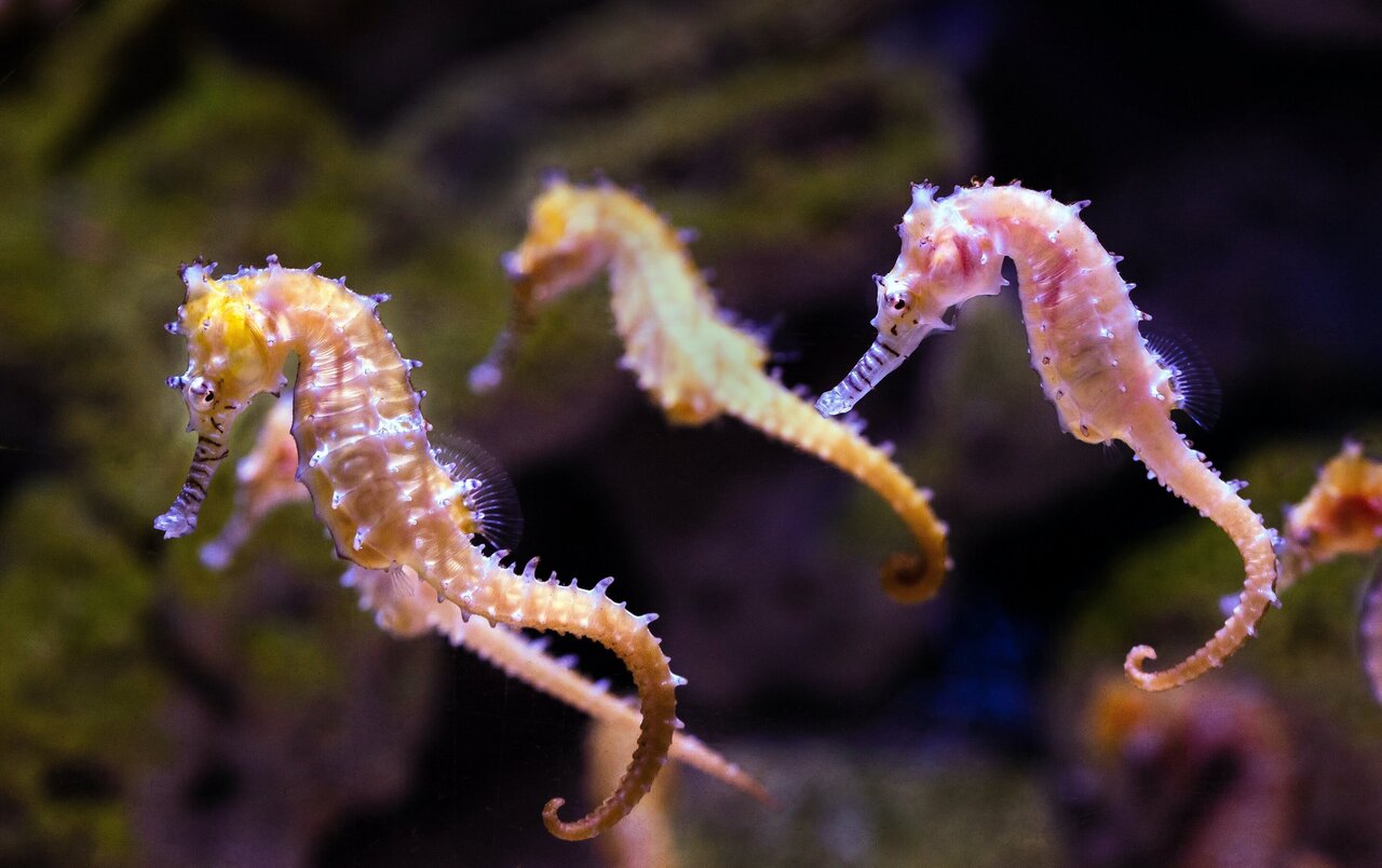 How sessile seahorses speciated and dispersed across the world's oceans in  25 million years