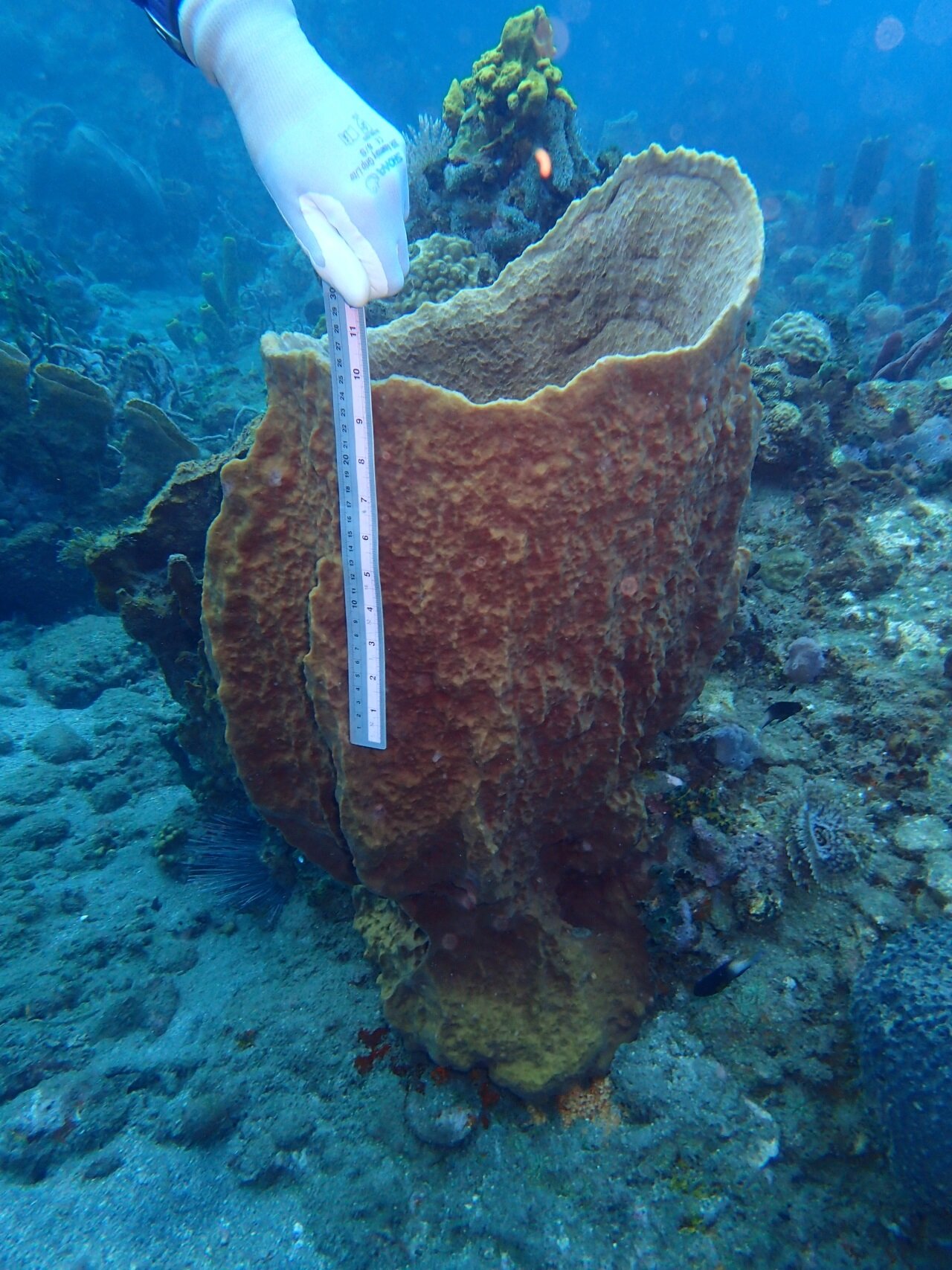 sponges that live in the sea