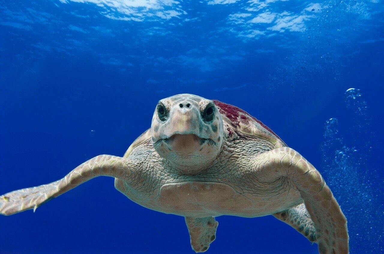 Sea turtle nest found at Virginia Beach's North End is first since 2019