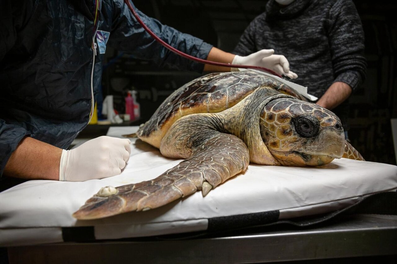 Sea turtle: Sentinels and victims of plastic pollution in the Adriatic Sea