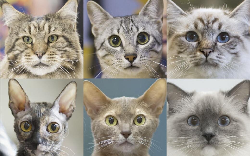 Seven personality and behaviour traits identified in cats