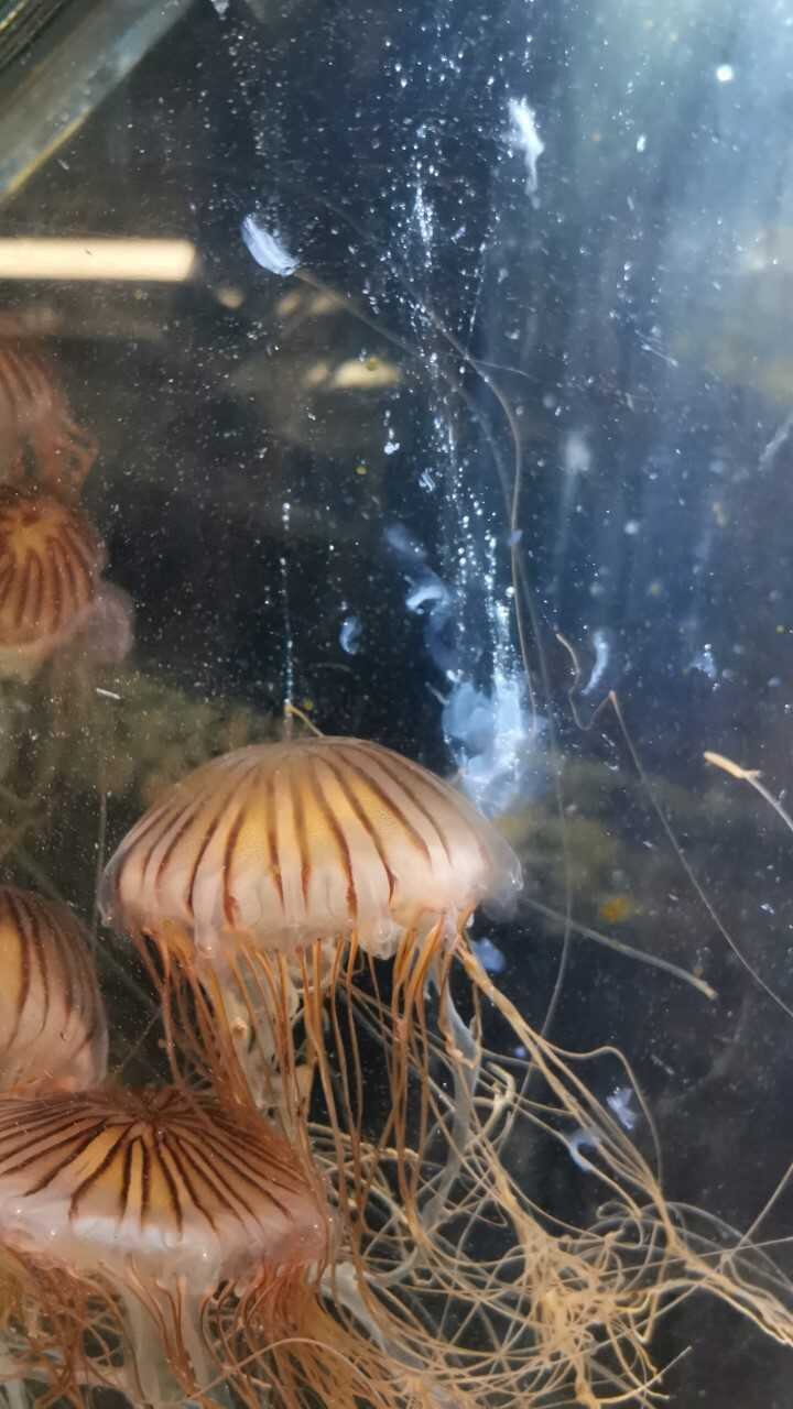 photo of Shedding light on mysterious jellyfish diets image