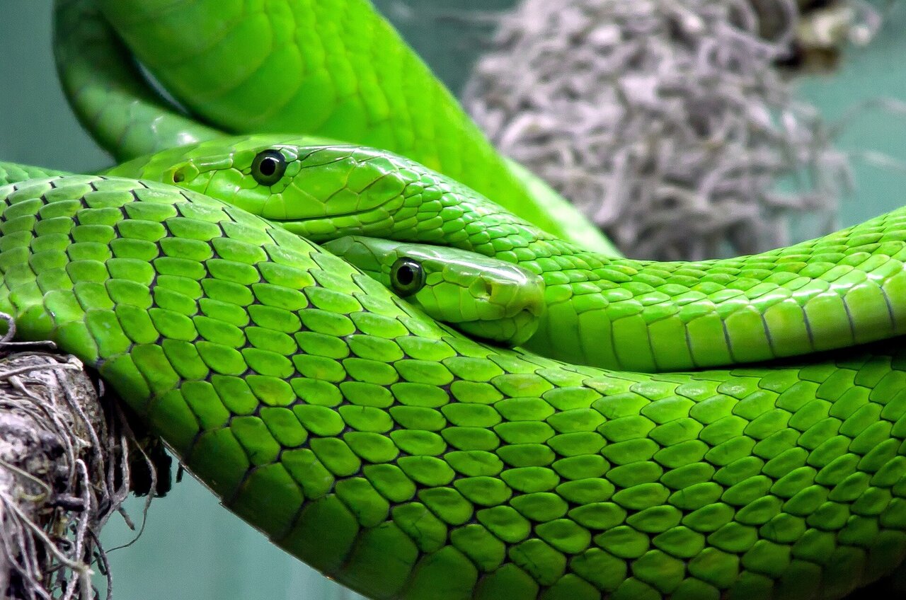 Snake Skin Reptile - Free photo on Pixabay - Pixabay