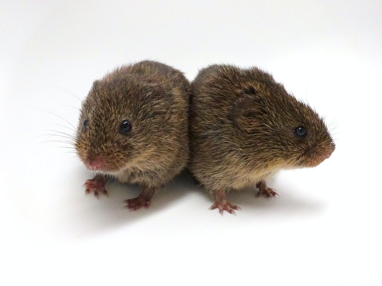 Social Motivation In Voles Differs By Species And Sex
