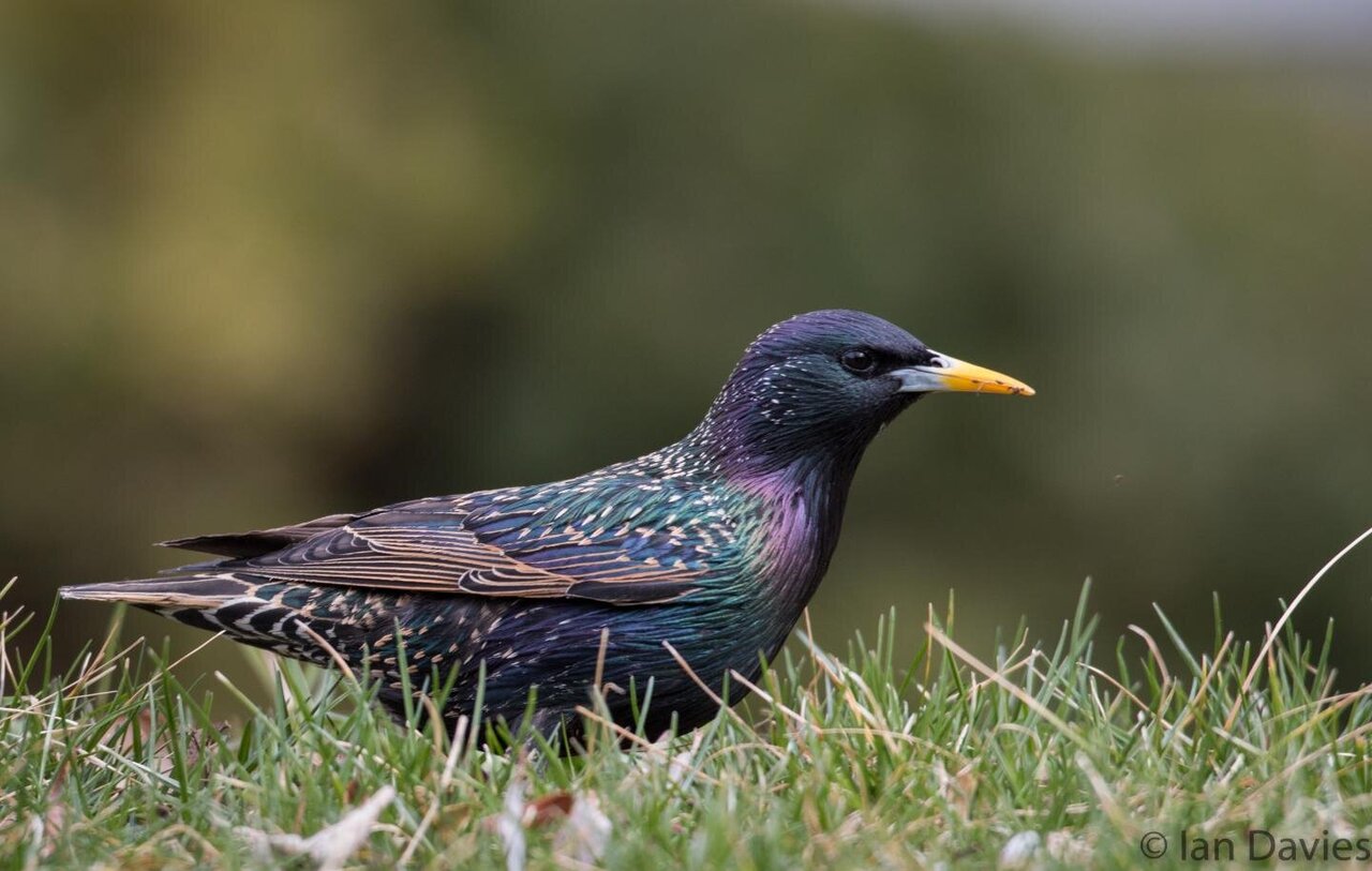 An iridescent European Starling.