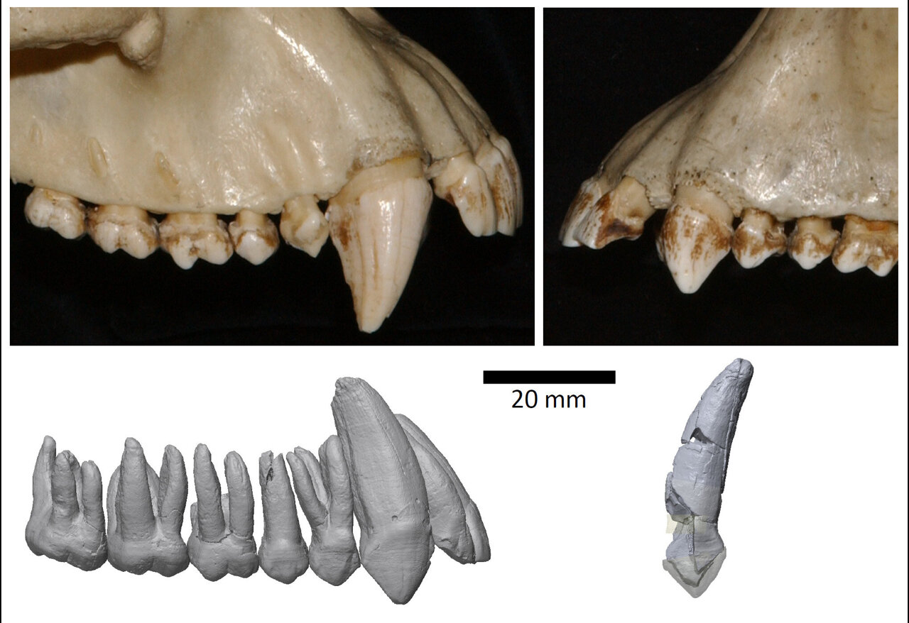 early hominids teeth