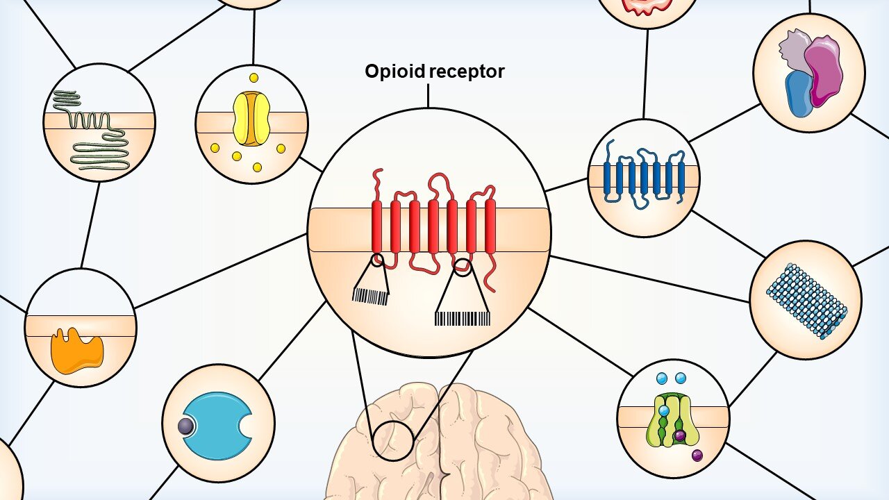 El estudio examina las diferencias entre subtipos de receptores opioides