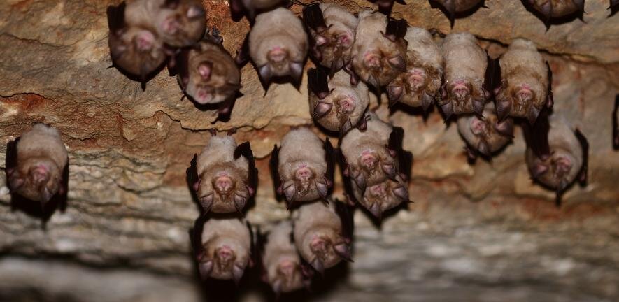 Study identifies genetic changes that probably allowed SARS-CoV-2 to pass from bats to humans
