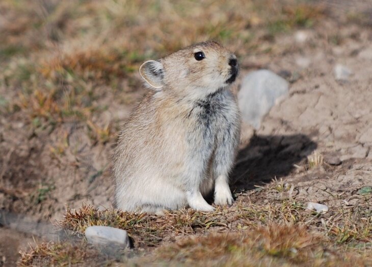 The Plateau Pika How This Tiny Mammal Survives Winter On The Roof Of