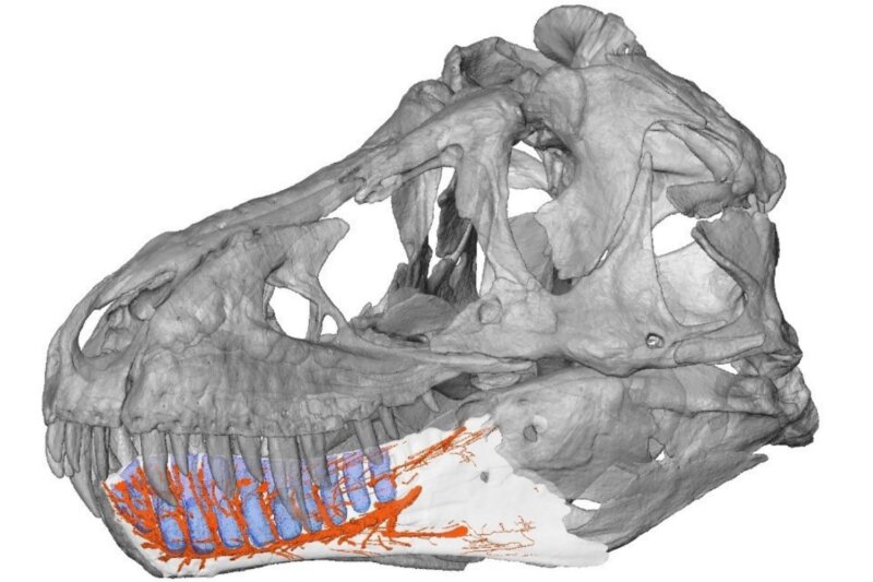 T. rex's jaw had sensors that made it an even more fearsome predator