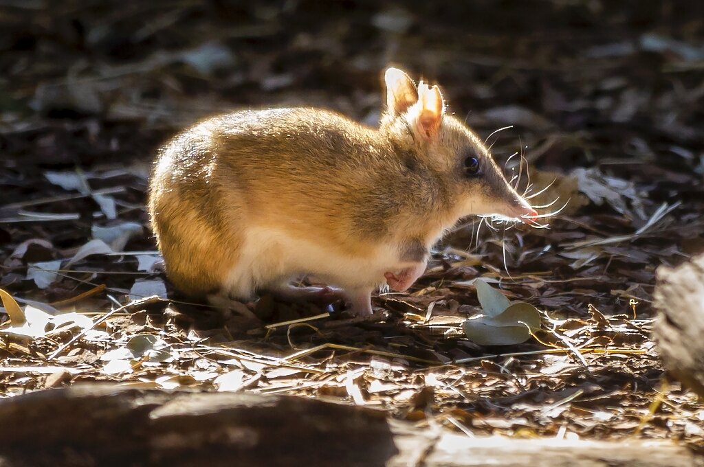 Bandicoot species 'back from the brink' on Australian mainland
