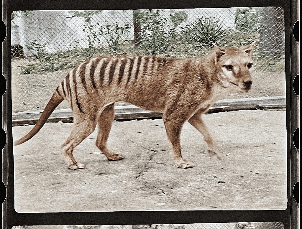Extinct Tasmanian tiger brought to life in colour footage
