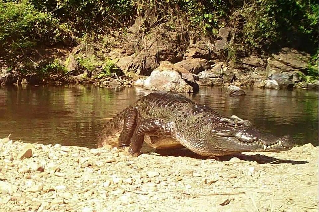 photo of Endangered Siamese crocodile in rare sighting at Thai national park image