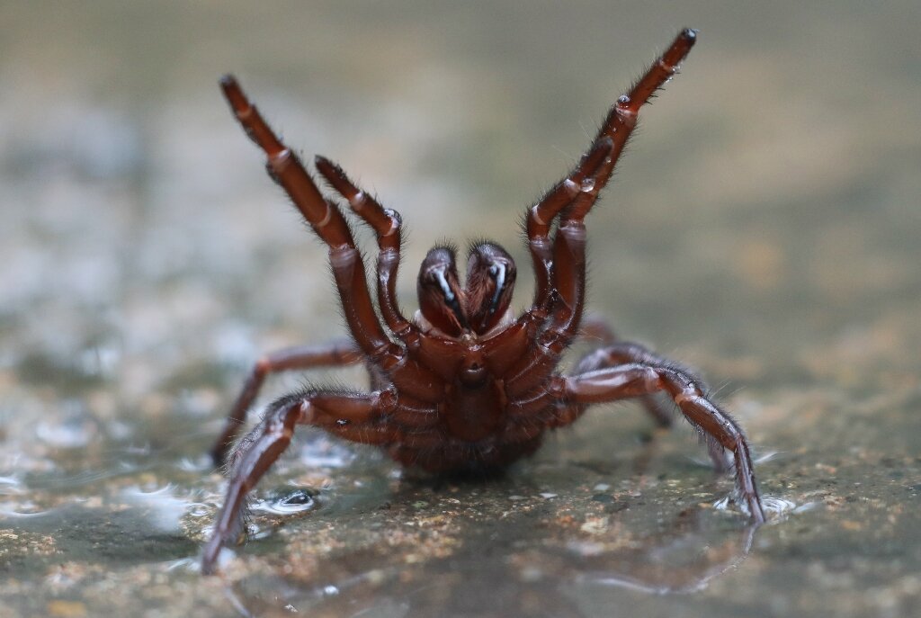 The Sydney Funnel Web Spider Funnel Webs Spin A Deadly Doorbell Taronga Conservation Society