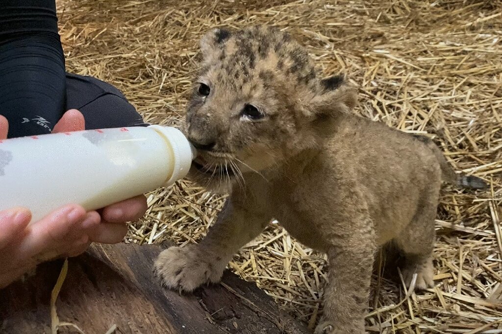 ballon controller schakelaar Lion cub Simba born in Singapore via artificial insemination