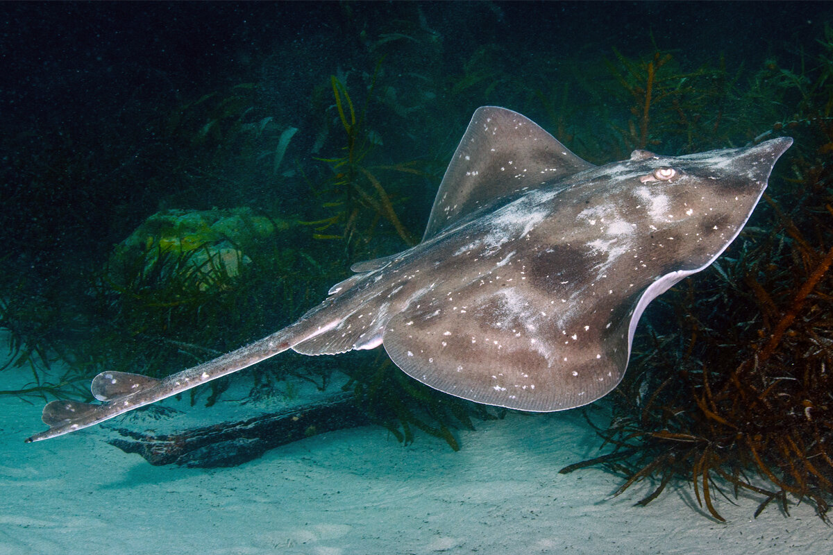 photo of First complete national assessment of Australia's sharks and rays image