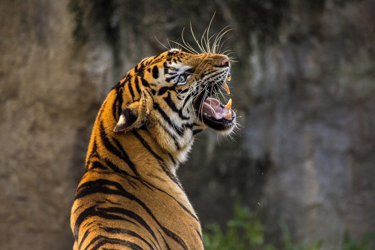 How India helped its Bengal tigers come roaring back 