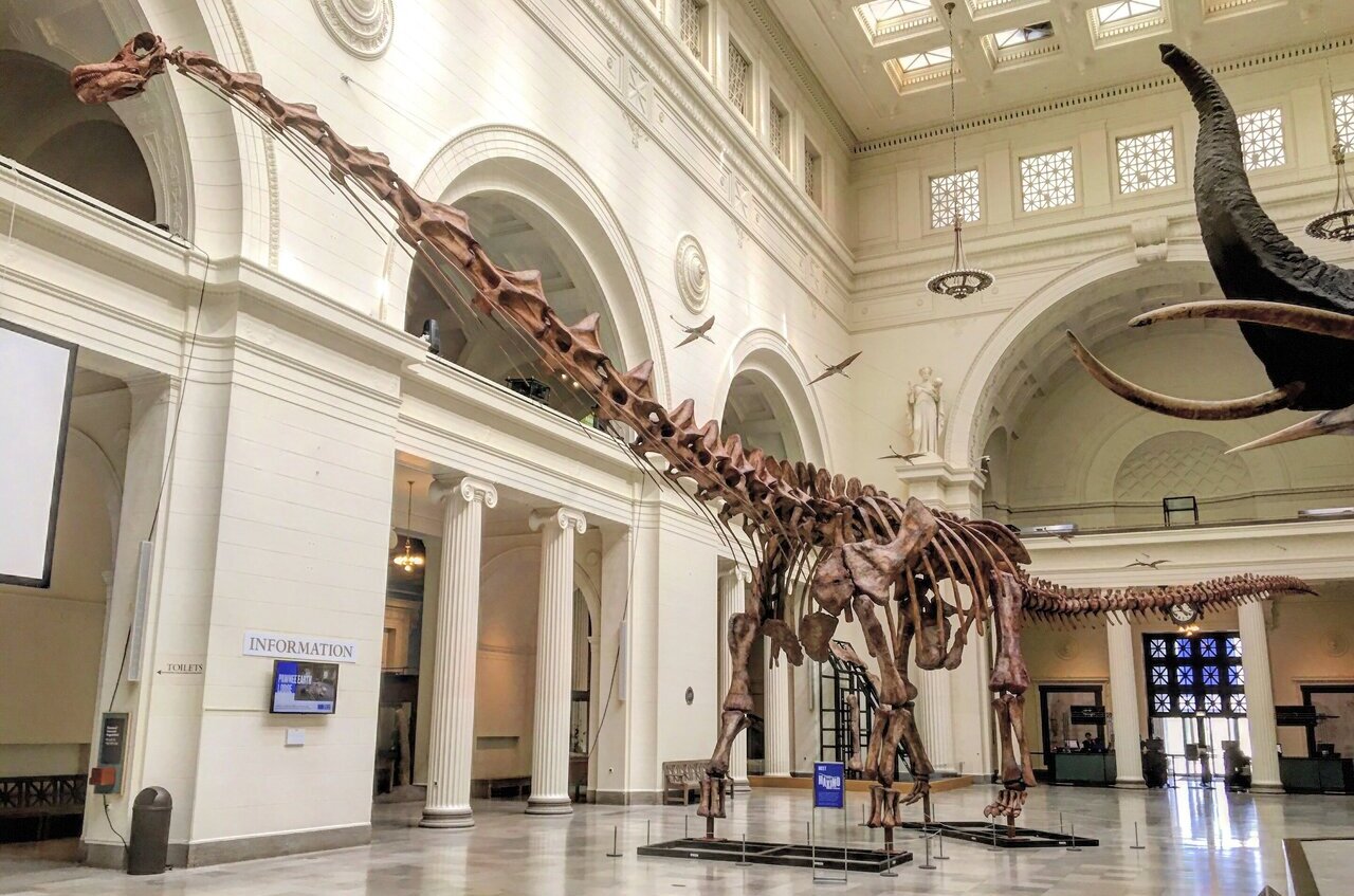 Titanosaurio argentino puede ser el más antiguo: estudio