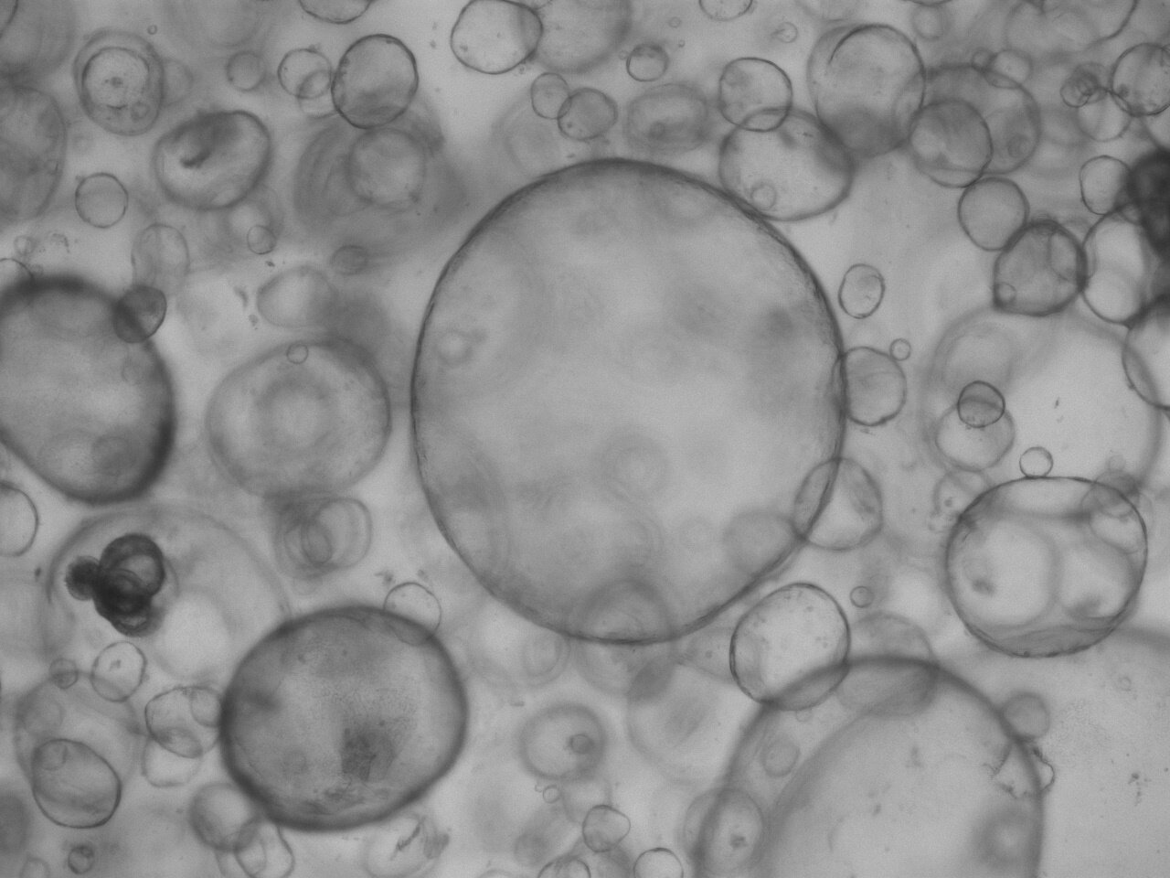 photo of To be or not to be: An organoid image