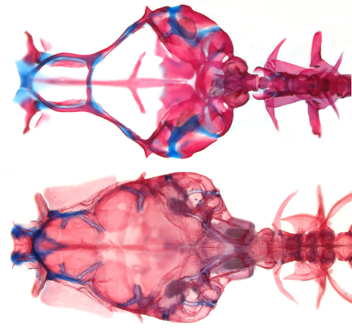 Transparent fish without a skull roof becomes a model organism for  neurophysiology