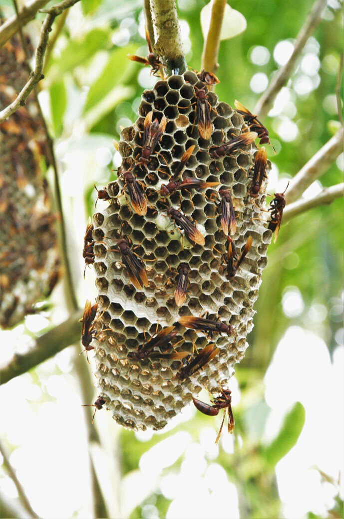 Tropical paper wasps tending to neighbors