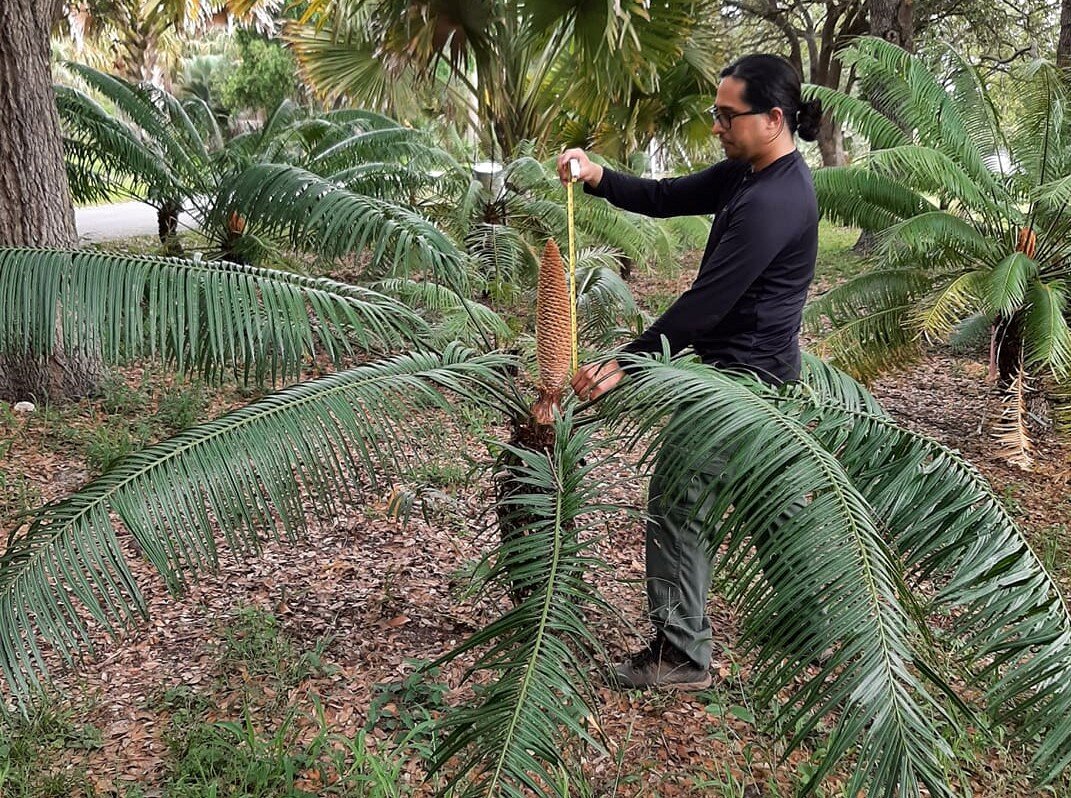 Less than 10% of transplanted cycads survive long-term in foreign soil
