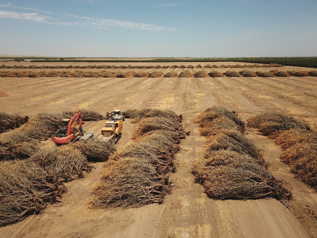 Uprooted almond trees, destroyed for lack of water, lie in a field in  Huron, California, in July 2021