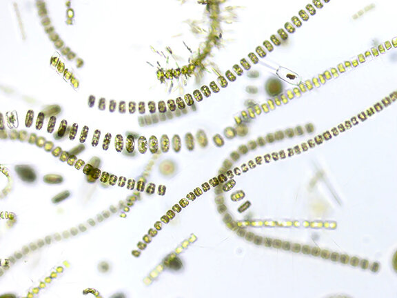 Different kinds of marine phytoplankton respond differently to warming ocean tem..