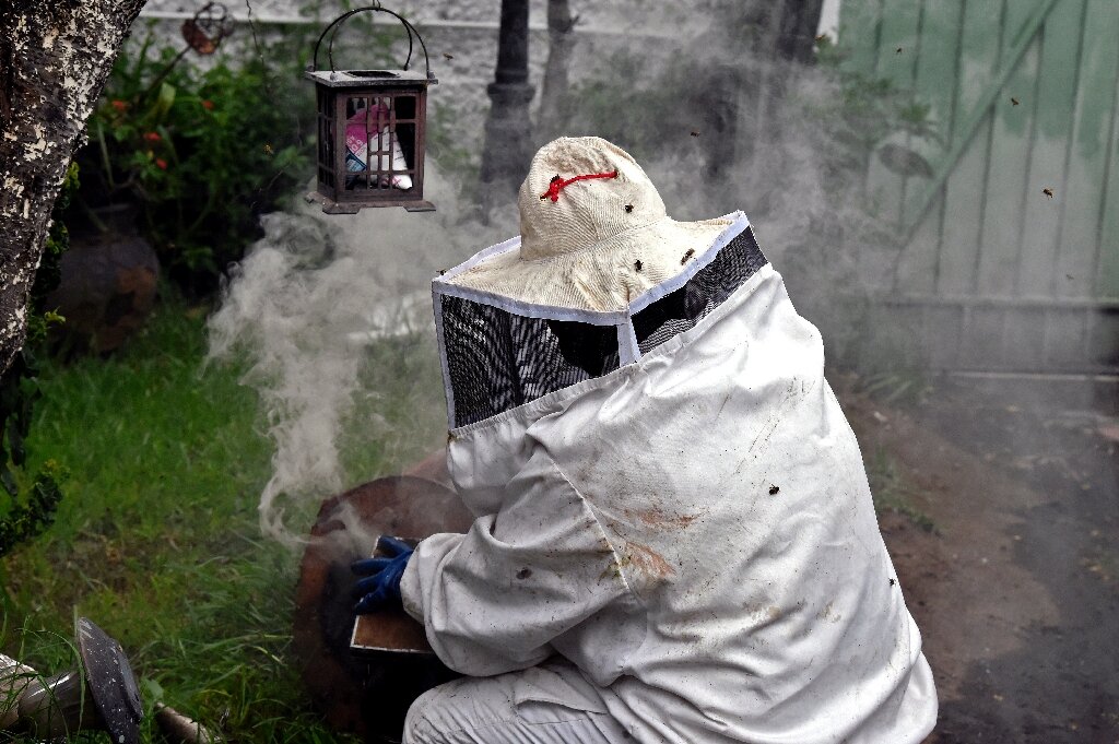 photo of Mexico's bee guardians on mission to save species image
