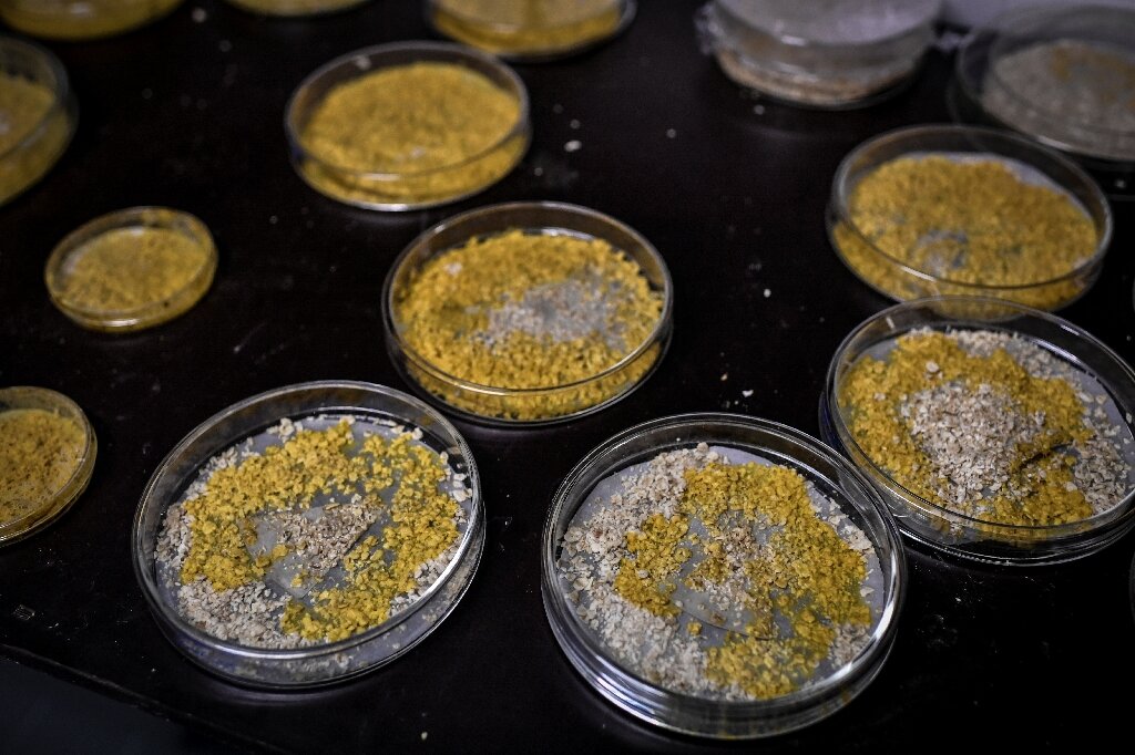 Blobs in space: Slime mold to blast off for ISS experiment