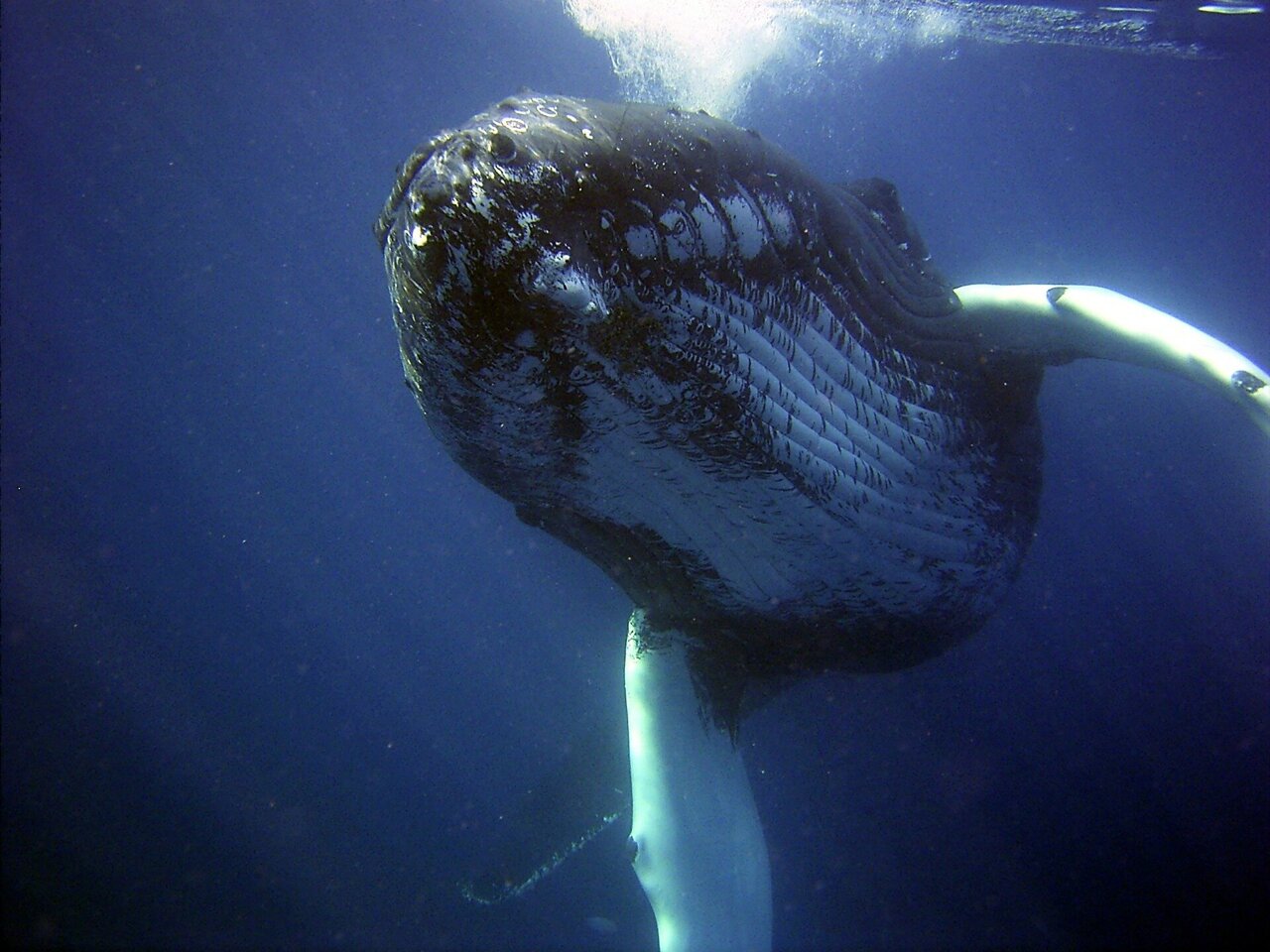 Could an underwater microphone in Pacific Ocean hold the key to protecting  whales?