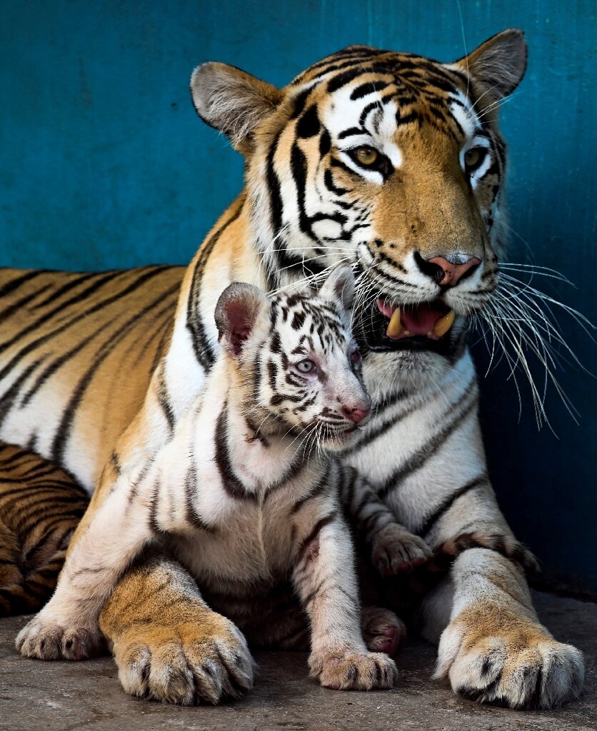 White tiger cubs debut at Argentine zoo