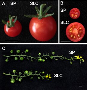 photo of Genome sequences for two wild tomato ancestors image