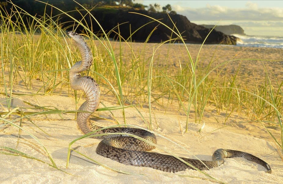 Seven reasons Australia is the lucky country when it comes to snakes