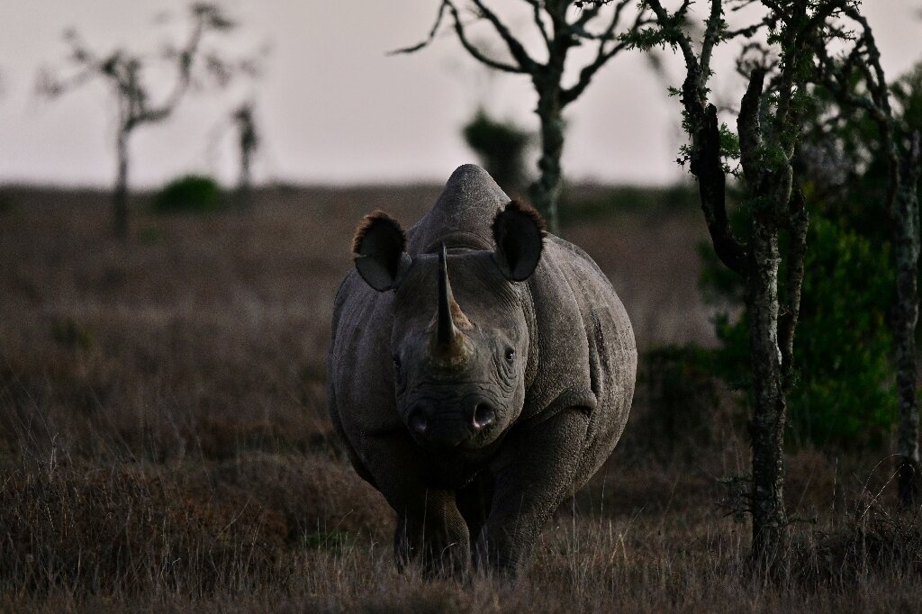 #’Rhino bond’ charges onto markets to save S. African animals