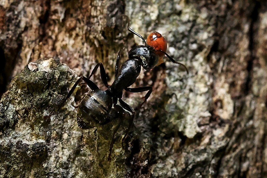 photo of How many ants are on Earth? 20 quadrillion, study says image