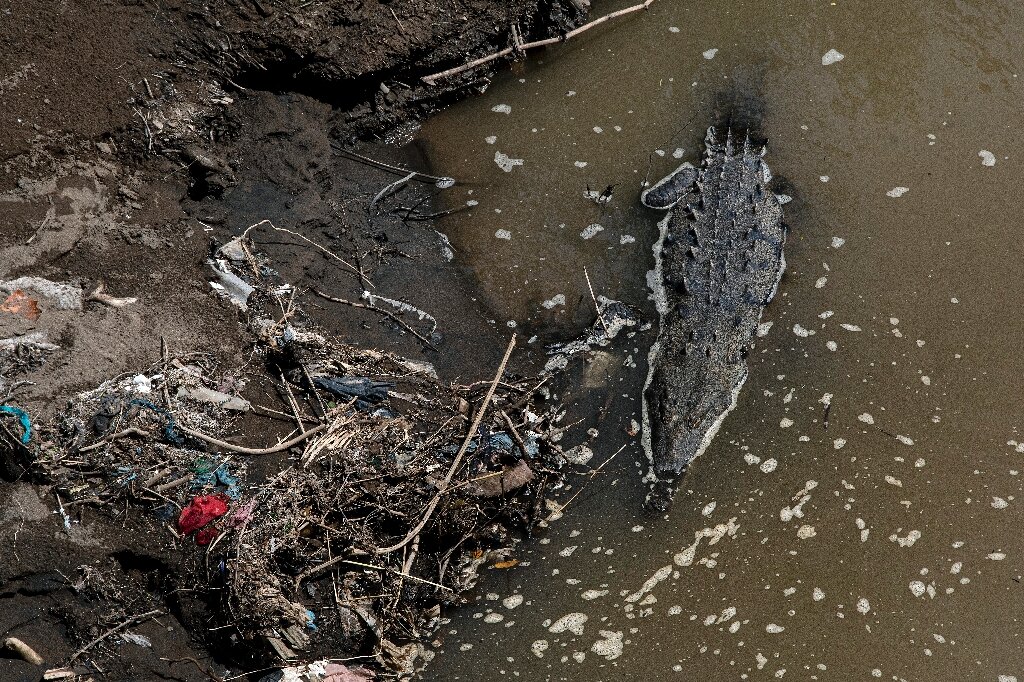Costa Rica crocodiles survive in ‘most polluted’ river