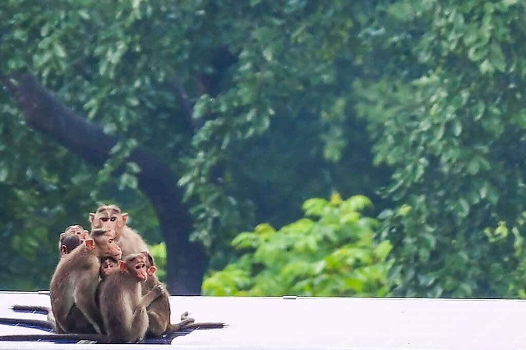 Controversial monkey study reignites animal testing debate