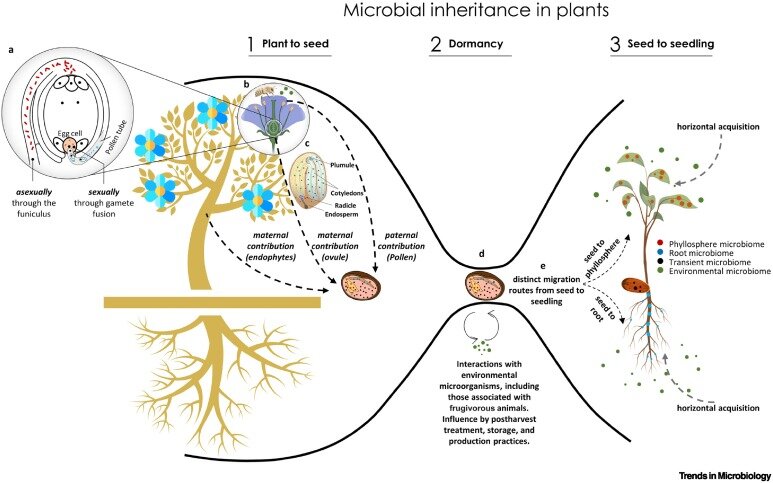 A journey across generations: Inheritance of the plant microbiome via seed